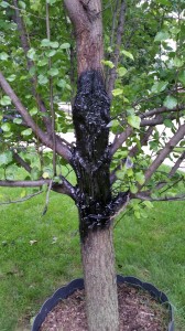 Bradford Pear Tree