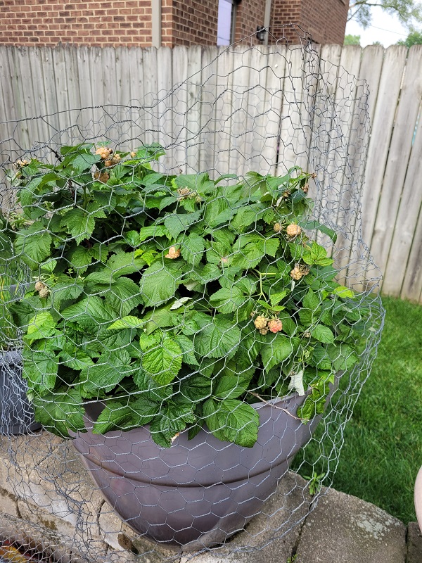 Raspberry Shortcake Plant Review