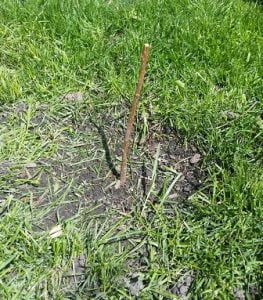 Heritage Bare Root Cane