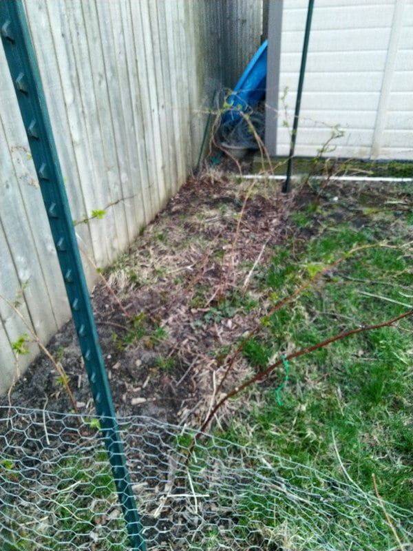 4/21/19 Bare Root Raspberry Canes in partial sun area