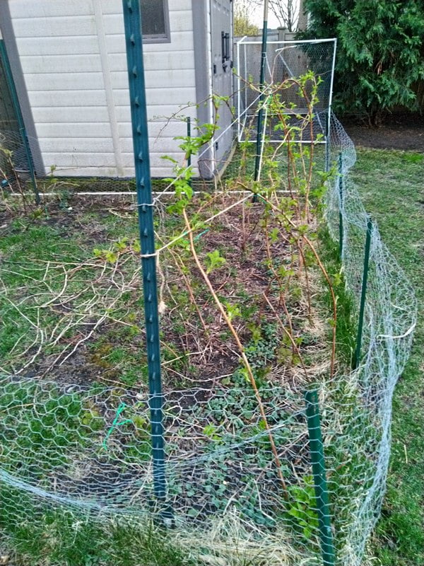 4/21/19 - Sprint 2019. Bare root raspberry canes in full sun area.