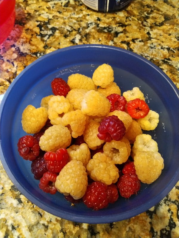 7/9/19 - mix of Anne and Joan J raspberries.