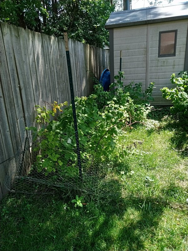 7/28/19 - partial sun Joan J raspberry canes.