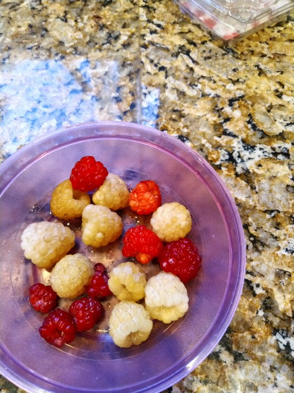 9/13/19 - first year cane raspberries, Anne and Joan J.