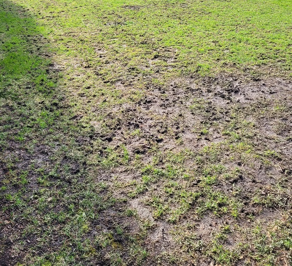 Bare grass in backyard